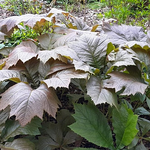 Rodgersia pinnata 'Braunlaub' GM P9 BIO
