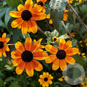 Rudbeckia triloba 'Prairie Glow' GM P9 BIO