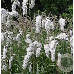 Sanguisorba 'White Brushes' GM P9 BIO