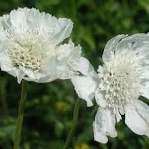 Scabiosa cauc. 'Miss Willmott' GM P9 BIO