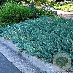 Sedum reflexum 'Blue Spruce' GM P9 BIO
