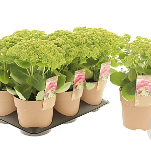 Sedum t. Seduction Yellow Delicat GM P9 BIO