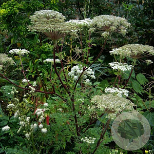 Selinum carvifolium GM P9 BIO