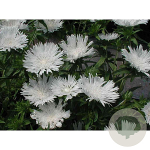 Stokesia laevis 'Alba' GM P9 BIO