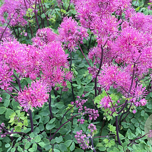 Thalictrum 'Little Pinkie' GM P9 BIO