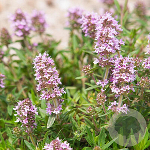 Thymus puleg. 'Foxley' GM P9 BIO