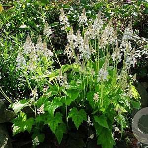 Tiarella c. 'Moorgrün' GM P9 BIO