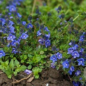 Veronica armena GM P9 BIO