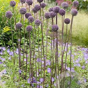 Allium 'Summer Drummer' GM P9 BIO
