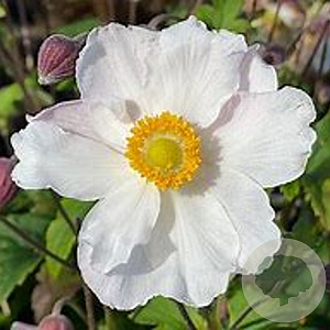 Anemone h. Fantasy Elsa GM P9 BIO