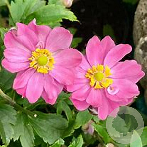 Anemone hyb. Fantasy Pocahontas GM P9 BIO