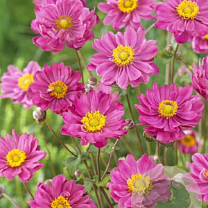 Anemone hyb. 'Margarete' GM P9 BIO