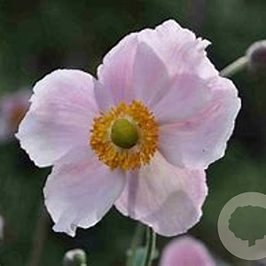 Anemone tom. 'Robustissima' GM P9 BIO
