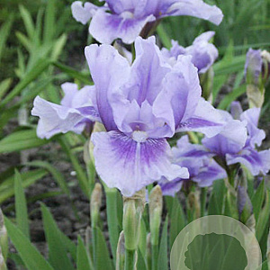 Iris (G) 'Bedtime Story' GM P9 BIO