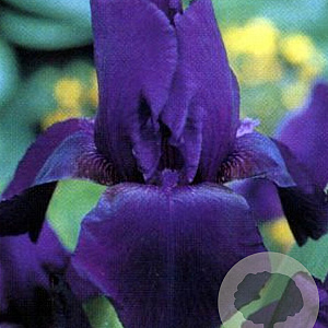 Iris (G) 'Black Tafetta' GM P9 BIO