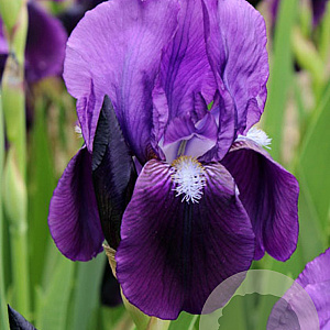 Iris (G) 'Eleanor Roosevelt' GM P9 BIO