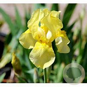 Iris (G) 'Sangreal' GM P9 BIO