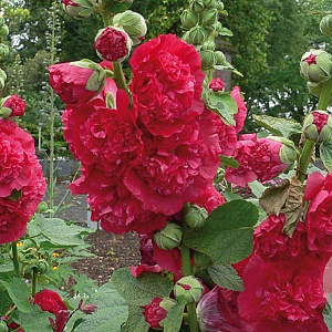 Alcea rosea 'Chater's Double Red' GM P9 BIO