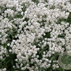 Anaphalis triplinervis 'Silver Wave' GM P9 BIO