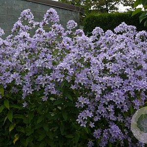 Campanula lactiflora 'Senior' GM P9 BIO