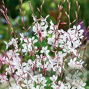 Gaura lindheimeri 'Flaming White' GM P9 BIO