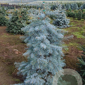 Abies concolor 'Blue Cloak' 250-300 cm draadkluit solitair