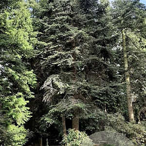 Abies firma 200-250 cm draadkluit solitair