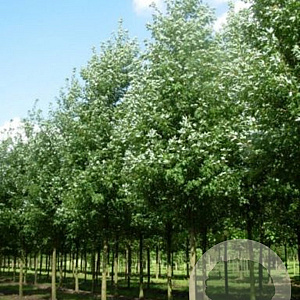 Acer plat. 'Farlake's Green' 20-25 HO draadkluit 250 cm stam