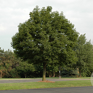 Acer plat. 'Superform' 40-45 HO draadkluit 250 cm stam