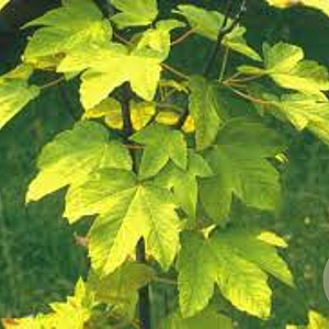 Acer pseud. 'Worley' 30-35 HO draadkluit