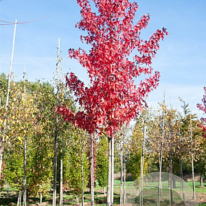 Acer rubrum 'Morgan' 35-40 HO draadkluit 250 cm stam