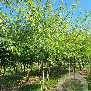 Acer saccharinum 600-700 cm draadkluit meerstammig