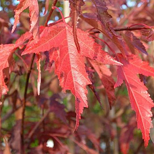 Acer tataricum 'Flame' 6-8 HO draadkluit