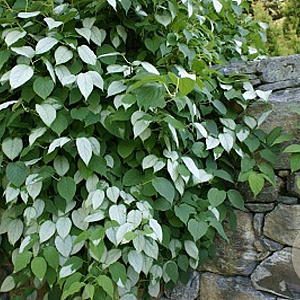 Actinidia polygama 125-150 cm draadkluit struik