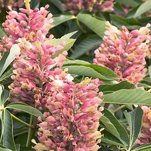 Aesculus mutabilis 'Induta' 600-700 cm draadkluit meerstammig