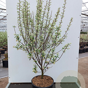 Amelanchier grand. 'Forest Prince' 250-300 cm 15L