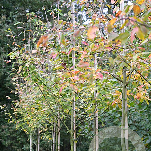 Amelanchier laevis 'Snowflakes' 10-12 HO draadkluit