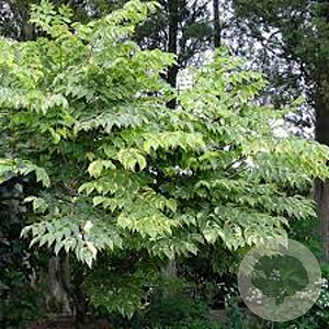 Aralia elata 'Golden Umbrella' 150-175 cm draadkluit struik