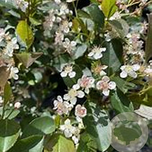 Aronia melanocarpa 'Autumn Magic' 125-150 cm met kluit struik