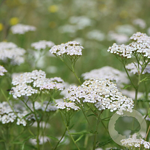 Achillea millefolium Cruydt-Hoek