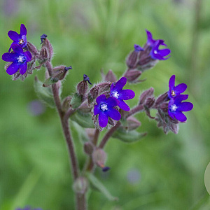 Anchusa officinalis Cruydt-Hoek