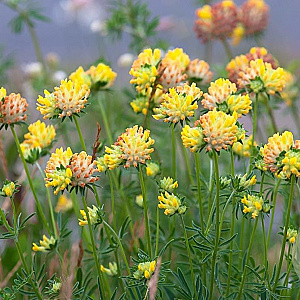 Anthyllis vulneraria Cruydt-Hoek