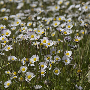 Bellis perennis Cruydt-Hoek