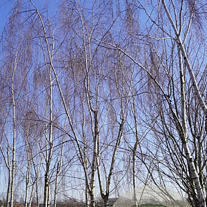 Betula p. 'Tristis' 800-900 cm draadkluit meerstammig