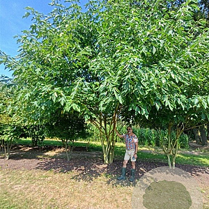 Broussonetia papyrifera 600-700 cm draadkluit meerstammig