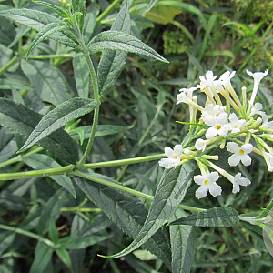 Buddleja 'Podaras 15' 100-125 cm 40L struik