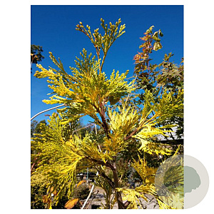 Calocedrus dec. 'Maupin Glow' 150-175 cm draadkluit solitair