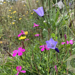 M4 Bloemrijk graslandmengsel Cruydt-Hoek
