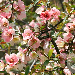 Chaenomeles cathayensis 250-300 cm draadkluit struik