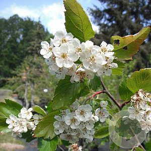 Crataegus douglasii 14-16 HO draadkluit